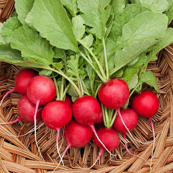 OSC® Radish Seeds