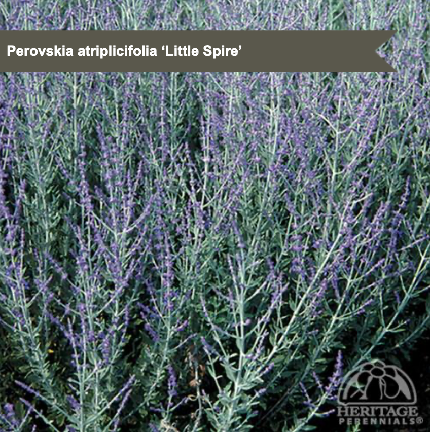 Dwarf Russian Sage