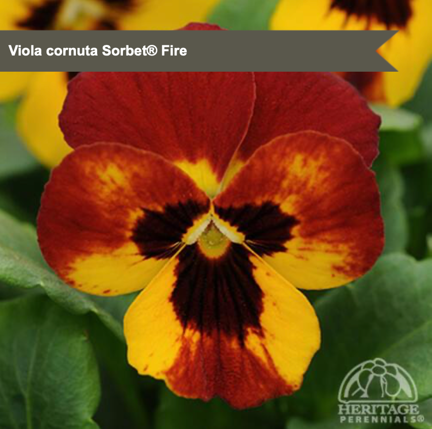 Perennial Pansy Sorbet®