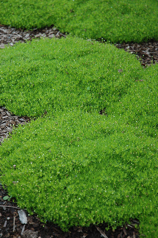 Irish Moss