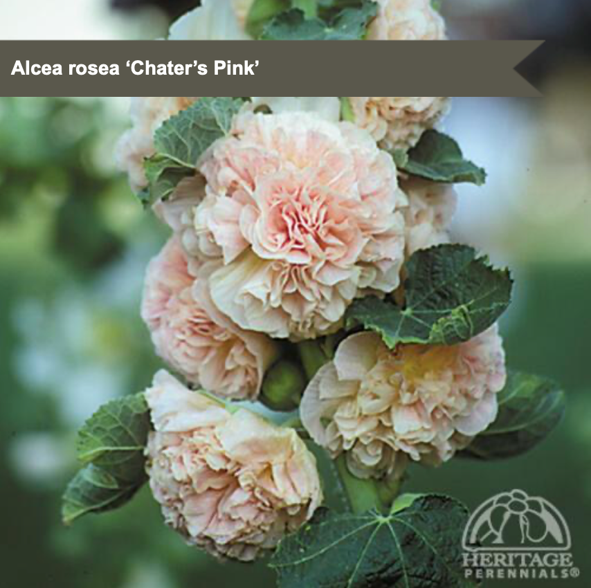 Double Hollyhock 'Chater's Pink'