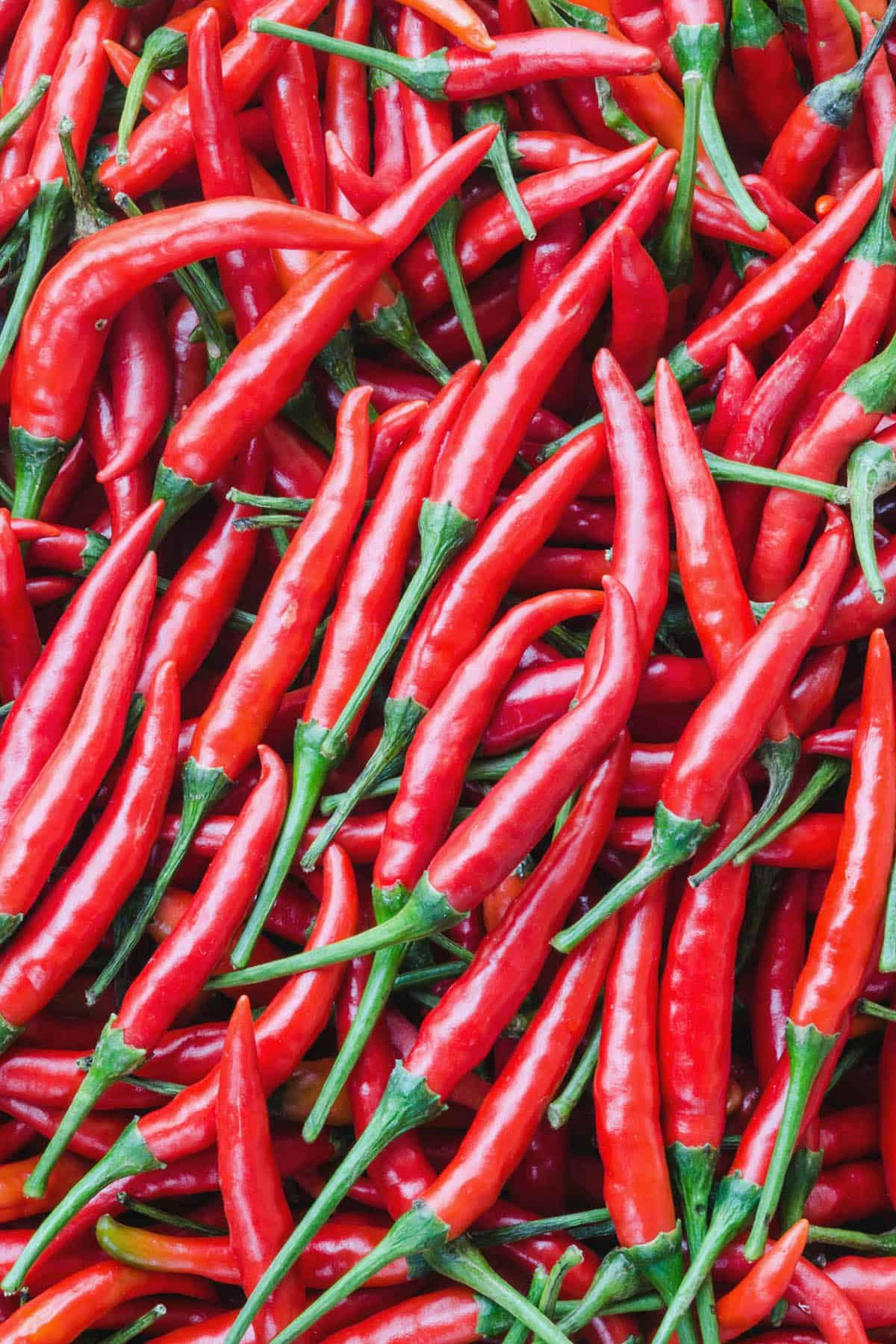 OSC® Hot & Spicy Pepper Seeds