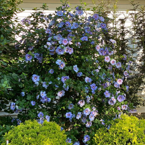 PW Azurri Blue Satin® Rose of Sharon (Hibiscus) | Jetty's