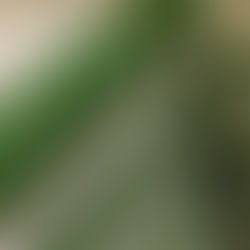 職人の連続技は信頼関係