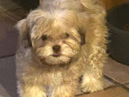 FEMALE SHIH TZU