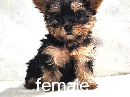 Female Yorkshire Terrier