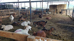IMG-20220207-WA0005
