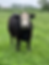 Thumbnail: Beef Shank