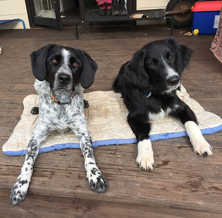 Tink & Potter Boundary Bed