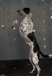 Mono - Trick Training for a photo shoot