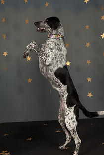 About Me Active Dogs NZ