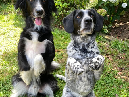 Trick Training: Building Real Life Skills Through Fun and Games