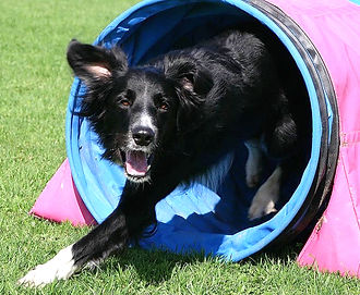 Potter Agility Tunnel