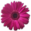 Gerbera Daisy