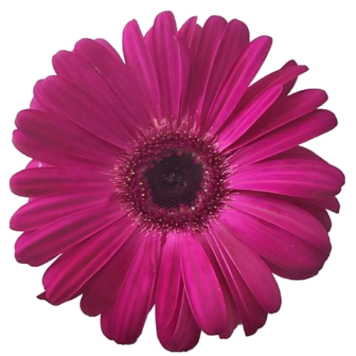 Gerbera Daisy