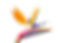 Bird of Paradise