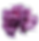 Purple Carnation