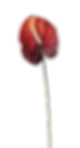 Anthurium