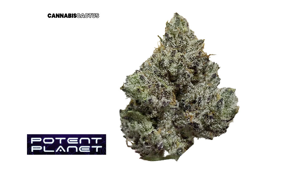 Potent Planet | Blood Oath