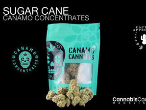 Sugar Cane by Canamo Cannabis