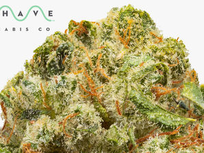 Valley OG by Mohave Cannabis Co.