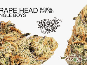 Grape Head by The Jungle Boys