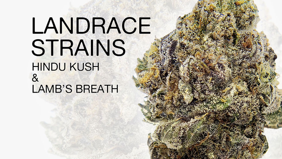 Landrace Strains: Hindu Kush & Lamb’s Breath Origins