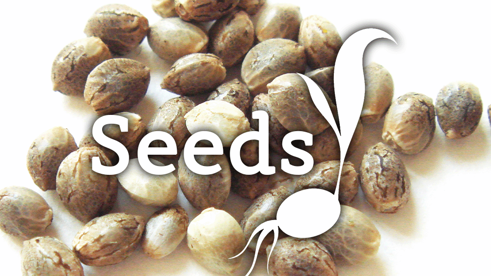 All About Seeds