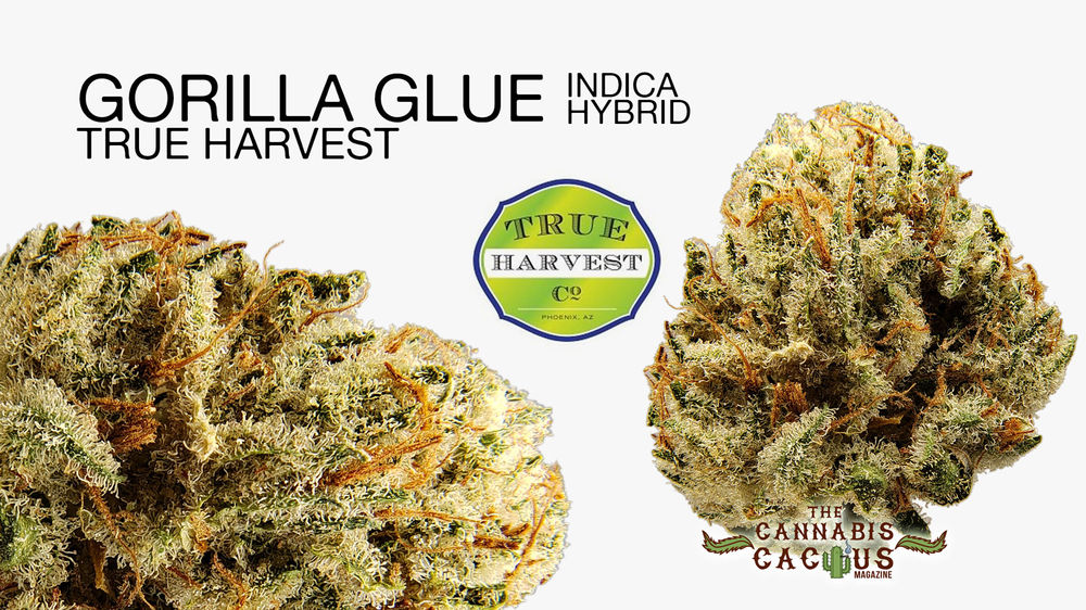 Gorilla Glue by True Harvest