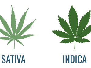 What Your Dispensary Isn't Telling You About Sativa and Indica Strains