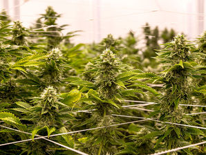 Corruption Allegations are Rocking Georgia's Medical Cannabis Program