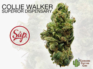 Collie Walker by The Superior