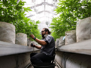 Colorado Sold More Than Half A Billion Dollars In Legal Cannabis in Beginning of 2021