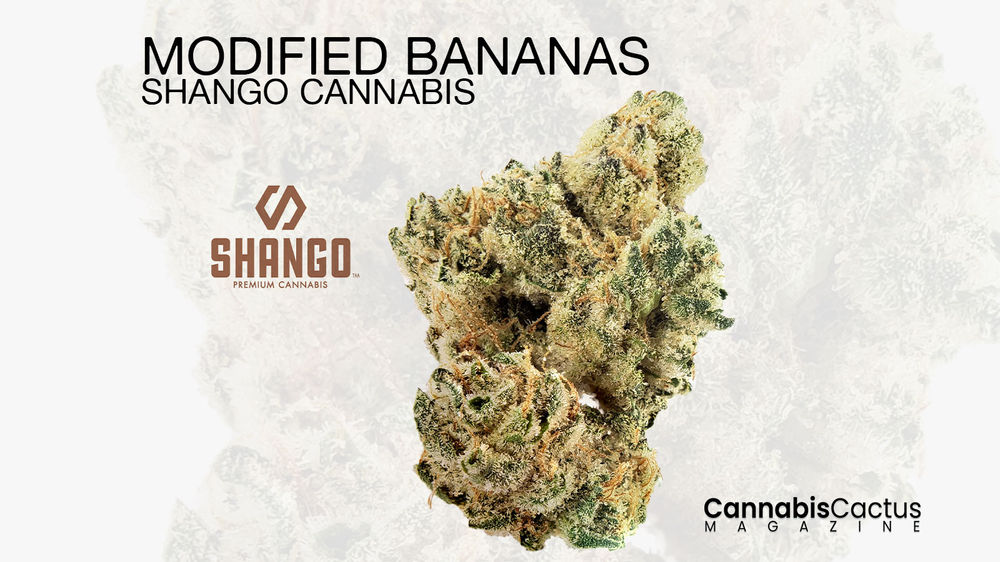 Modified Bananas by Shango Cannabis