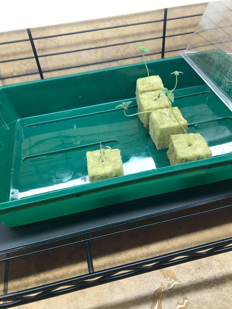 Grow At Home Equipment
