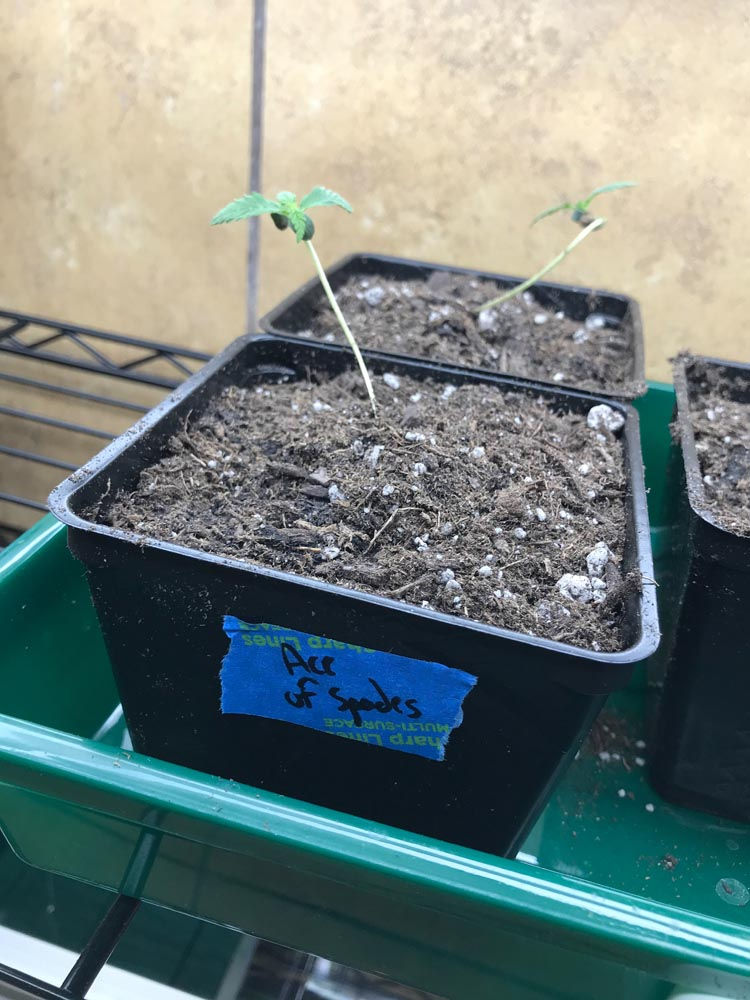 Grow At Home Equipment