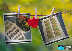 V DRUŽBI POMLADNIH CVETOV