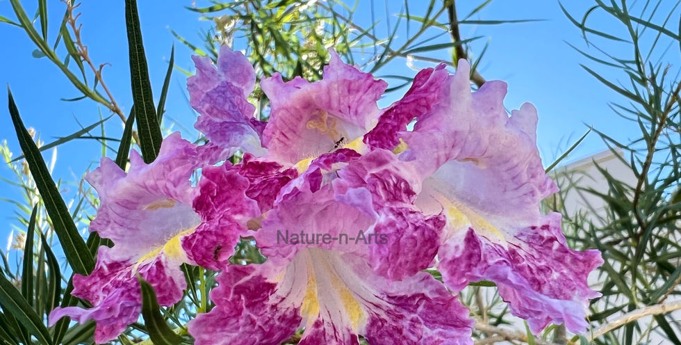 Desert Willow flowers.jpg