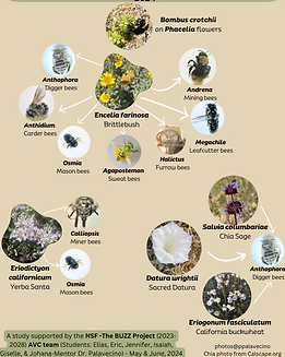 Bees at PRWP.png