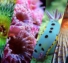 Biodiversidade - Taxonomia