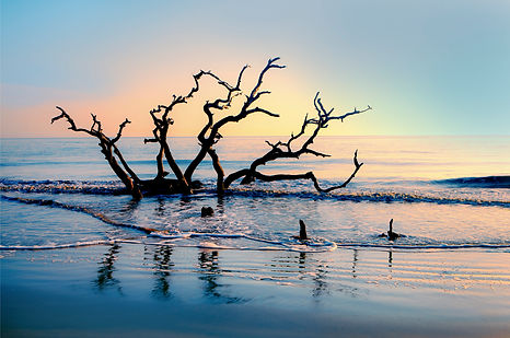 Bone Yard Dawn 2.jpg