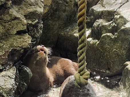 藤沢の英会話教室 3月1回目のレッスンレポート