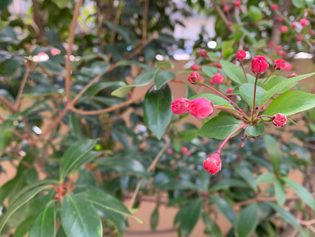 藤沢の英会話教室 3月3回目のレッスンレポート