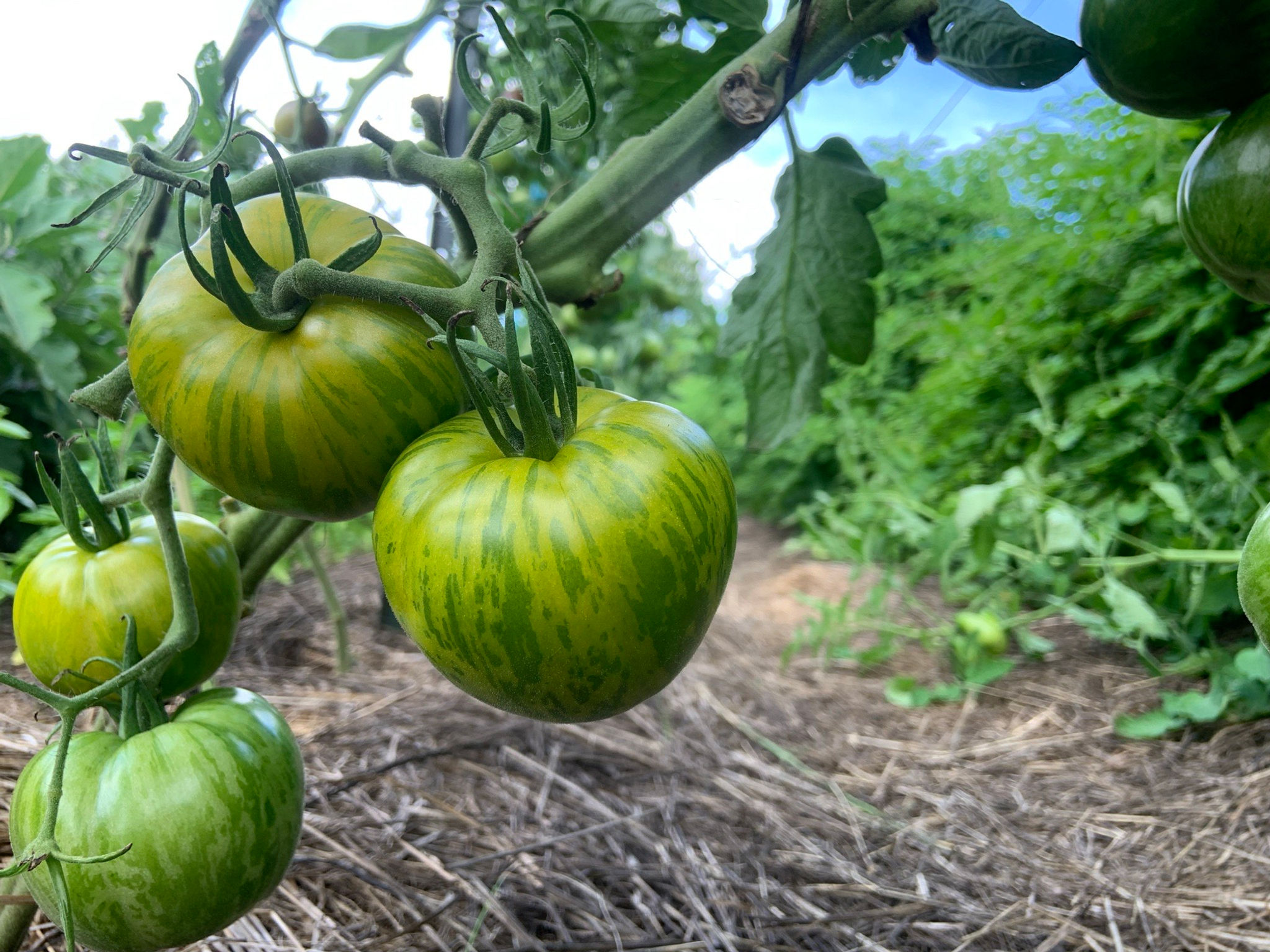Tomato, Slicing, Green Zebra