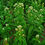 Thumbnail: Boneset