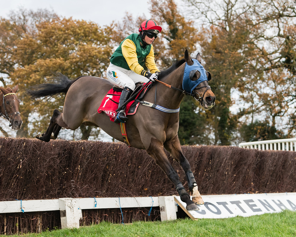 horse, horse racing