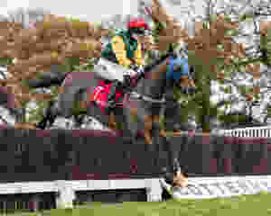 horse, horse racing