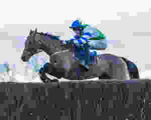 horse, horse racing
