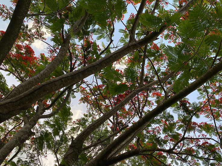 IMG_7034.jpeg