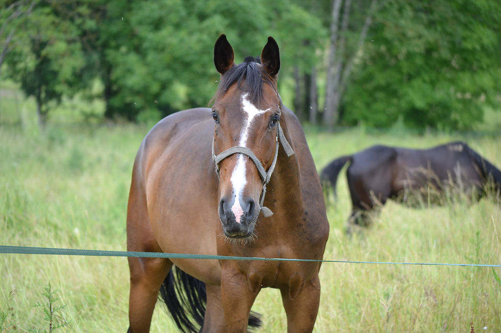 Beauty de Lagarenne